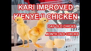 Kienyeji Chicken Kari Improved Kienyeji Chicken Day Old Chicks Day Old Chicks Month Old Chicks