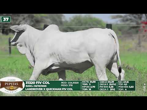 LOTE 37   31320 FIV COL