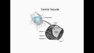 Central vacuole