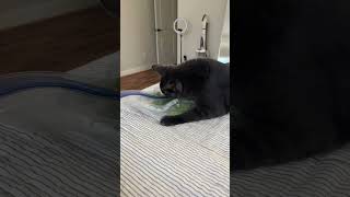 My cat wants celery 😂 #cat #funnycat #funny #healthy #healthyfood #celery Net Worth