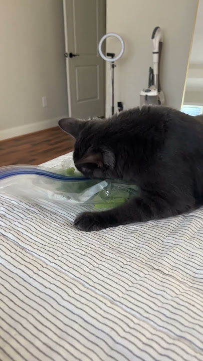My cat wants celery 😂 #cat #funnycat #funny #healthy #healthyfood #celery