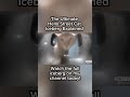 Mr. Apricot - Ultimate Hello Street Cat Iceberg Explained