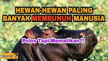 HEWAN yang Paling Banyak MEMBUNUH MANUSIA