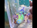 This man saved a cuttlefish.#cuttlefish #animals #pets #pet