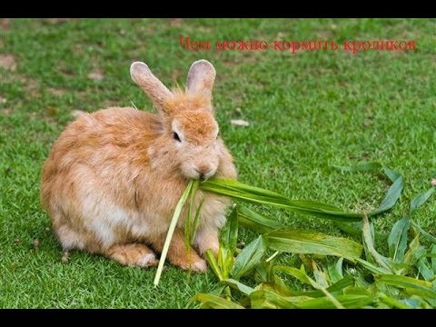 Чем можно и нужно кормить кроликов. ПОЛНЫЙ СПИСОК