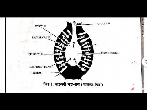 वीडियो: एस्कॉन प्रकार की नहर प्रणाली में?