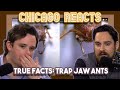 True Facts Trap Jaw Ants by zefrank1 | First Time Reactions