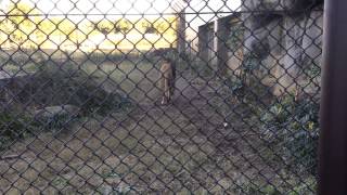 ライオンの鳴き声 緒方剛志 検索動画15 ライオンの鳴き声 緒方剛志 検索動画 15
