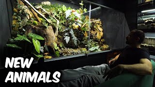 JUNGLEARIUM got NEW INHABITANTS!
Merch and Stuff:
https://thedarkden.eu/
Fan Mail Address (MAKE SURE TO DECLARE THE PACKAGE AS A GIFT WITHOUT A VALUE, OTHERWHISE THE CUSTOMS WILL RETURN IT)
Marko Petkovic
Ul. Zvonimira Goloba 3
48000 Koprivnica
Croatia
Complete Tarantula guide video:
https://youtu.be/9i4QK587R0E
2nd channel:
https://www.youtube.com/channel/UCw-3y_PAXQbtkrCZAn6xhSg
Patreon: https://www.patreon.com/thedarkden
FB: https://www.facebook.com/thedarkden
IG: https://www.instagram.com/the_dark_den/
TW: https://twitter.com/the_dark_den
Business inquiries: business@thedarkden.eu
Intro and outro song:
https://www.youtube.com/watch?v=FV5wQzElfUw
00745
junglearium
gyna caffrorum JUNGLEARIUM got NEW INHABITANTS!