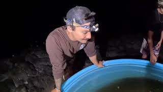 Catching Monster Uluas and Wild Boars Hawaiian Style 002