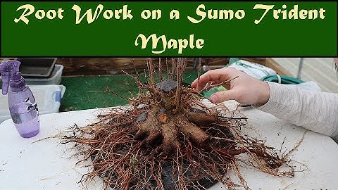 Working the Nebari on a Sumo Trident Maple (Part 1)