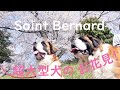 【超大型犬のお花見弁当!】桜も満開!お花見しました!その後ドックランへ!平凡なセントバーナードの日記Hanami bento for super-large dogs! Saint Bernard