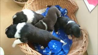 Nordevind pups 2017, 4: To boldly go... by Dog centre Caninature 215 views 7 years ago 49 seconds