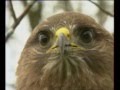 Buse et faucon crcerelle  documentaire animalier