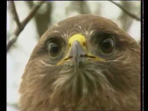 Buse et faucon crécerelle - Documentaire Animalier