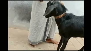 ஆடுகள் விலை நிர்ணயம் செய்வது எப்படி || goat rate fixing || goat sales