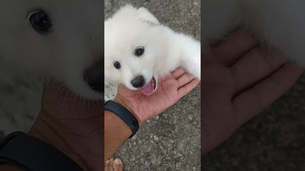 Cheenu Happy Dog Part 2❤ #doglove #shorts #ytshorts #cheenu #dog #pets  #viralsong  #puppy  #cute