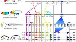 History of evolutionary developmental biology | Wikipedia audio article