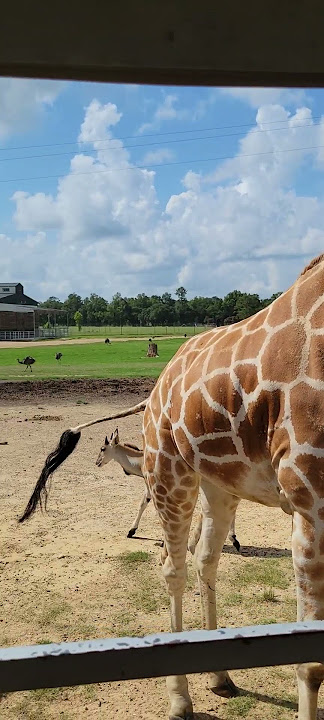 #globalwildlife #Louisiana