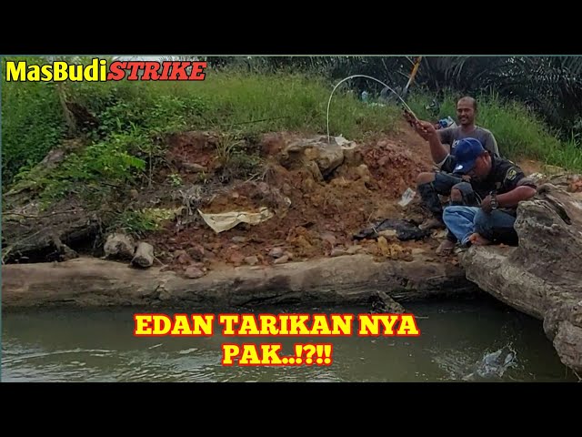 EDIAN TENAN...!?!!!! STRIKE BABON BERGANTIAN BERTUBI-TUBI // MICROFISHING KALIMANTAN // EPISODE 2 class=