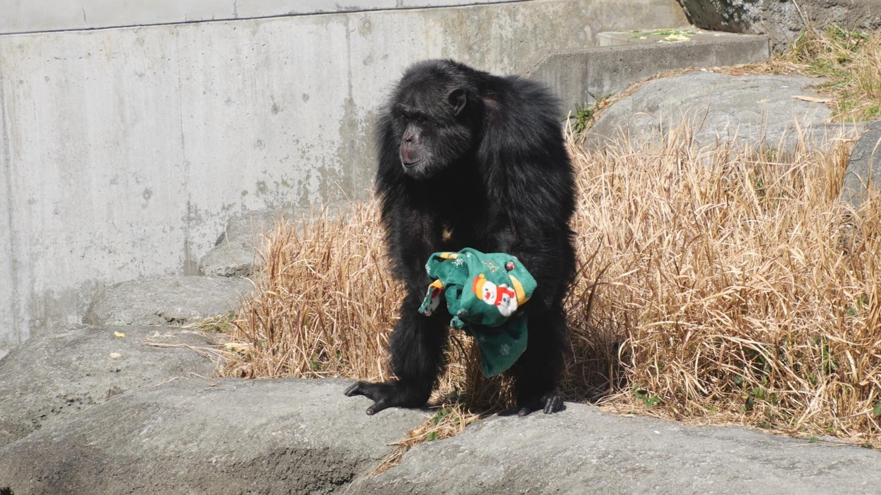 Jun acting suspiciously Hamamatsu City Zoo Chimpanzee 202603 - YouTube