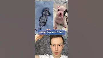 Этого щенка нашли на улице #Shorts