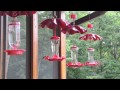 Ruby-throated Hummingbirds Feeding -- Archilochus colubris