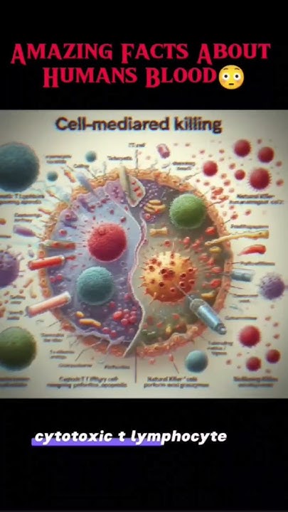 how-do-white-blood-cells-kill-germs-inside-the-body-part-3