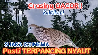 Download Lagu WOW! Suara Peekutut Lokal Gacor di alam ini, bik MP3