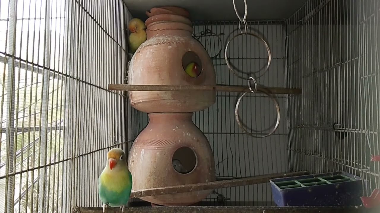 Lucky Lovebirds daily amazing moments forever 🥳🦜🐦🕊️