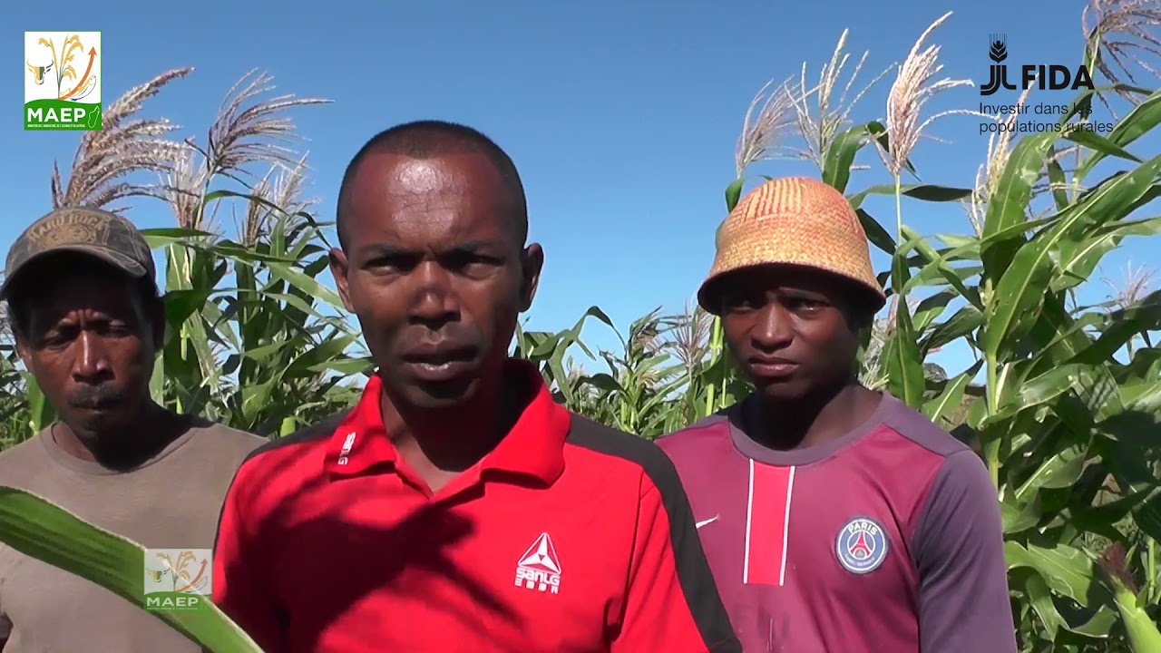 Fihariana katsaka: miroborobo ary nampivelatra ireo tantsaha any BOENY