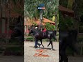 🐴 ZORREIRO FRECKLES LE – UM TRÍPLICE COROADO QUE FAZ HISTÓRIA! #cavalos #horse #agro #quartodemilha