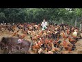 Close-up of a farmer raising chickens on a rainy day.  A pig has severe dermatitis. ( Ep 235 )