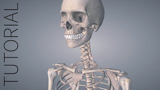 tutorial for essential anatomy 3 tutorial for essential anatomy 3