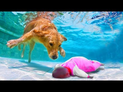 Video: ABC’nin “Downward Dog” Yıldızı Eski Evsiz Pooch