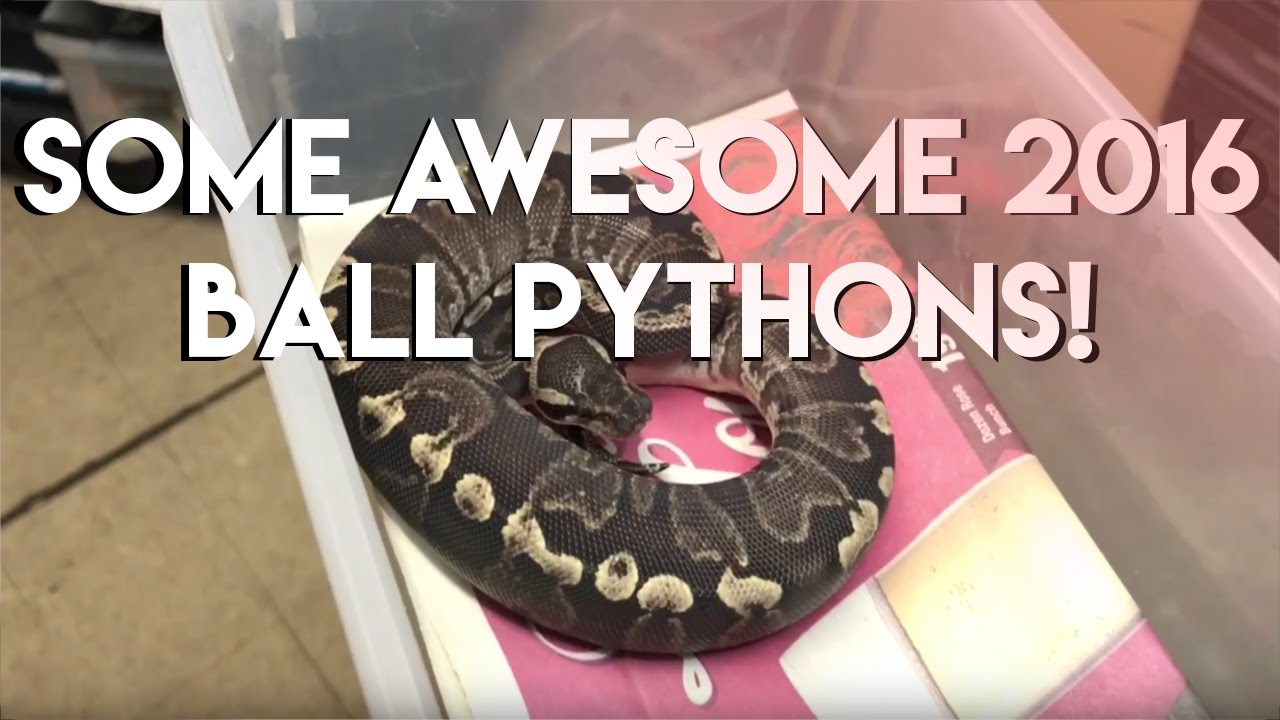 reptile room hayward california Some epic ball pythons! -2016