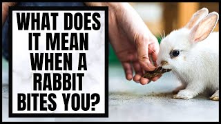 What Does it Mean When a Rabbit Bites You?