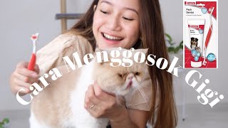 TUTORIAL CARA MENGGOSOK GIGI KUCING by Drh. Lavinta Viena 29,829 views 2 years ago 10 minutes, 8 seconds