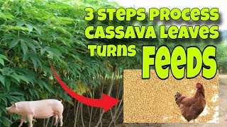 Cassava turns to Feeds, 3 steps process