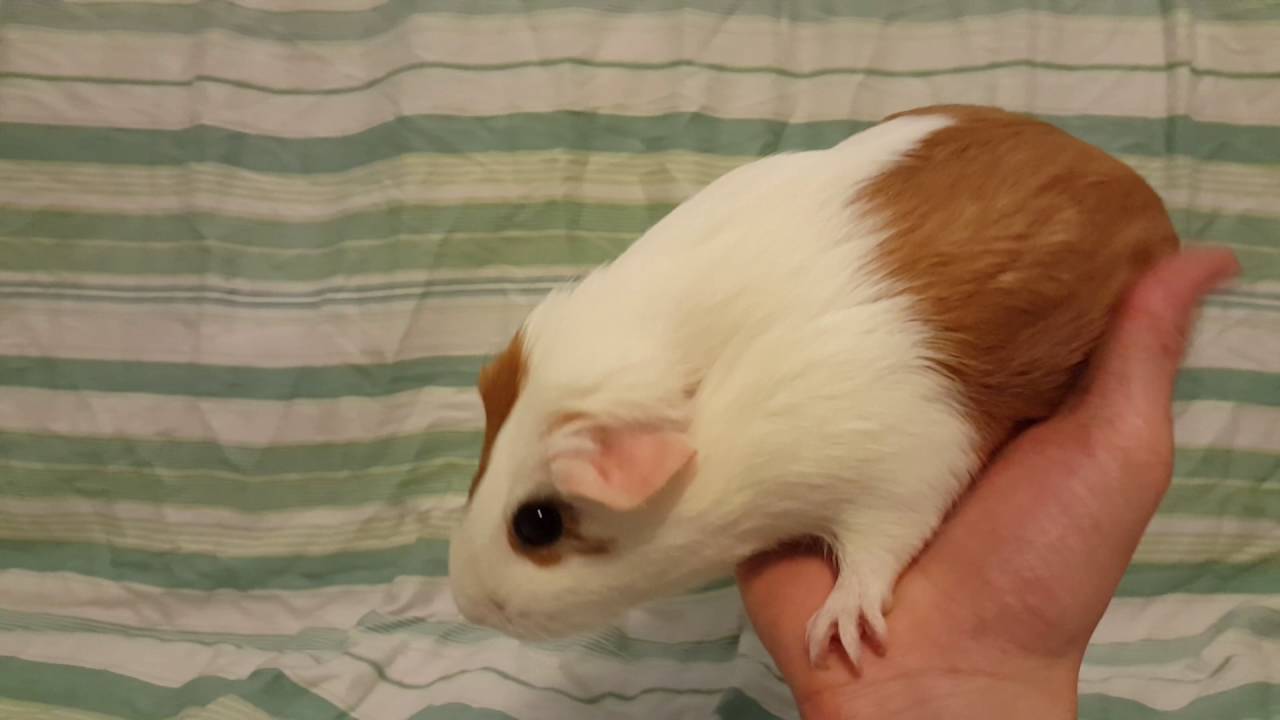 How to Pick up and Hold a Guinea Pig YouTube