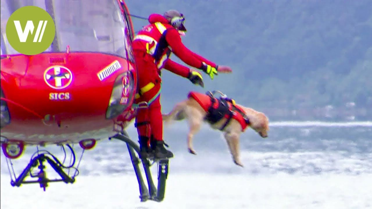 Rescue dogs jump from a helicopter to save lives YouTube