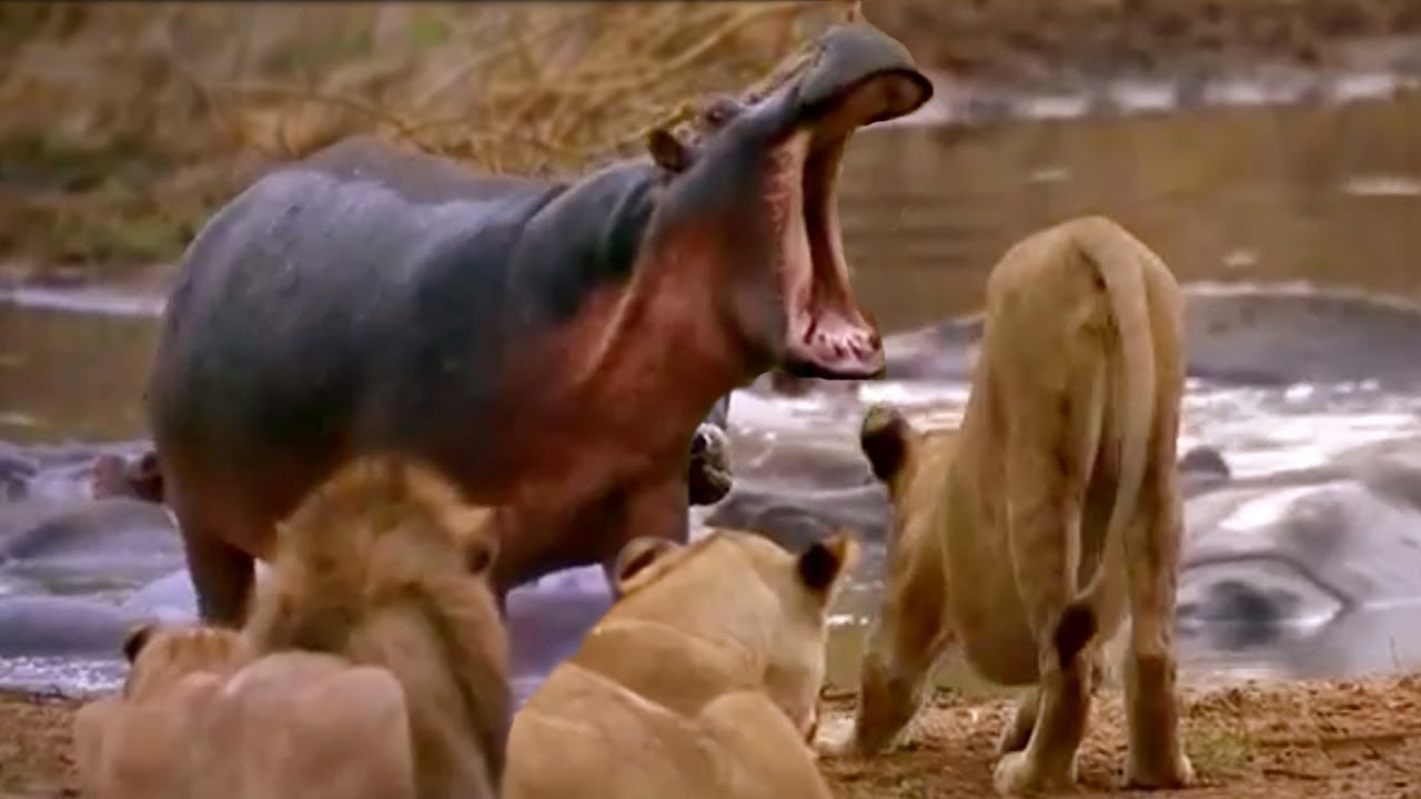 ► Lions Documentary - Full Documentaries National Geographic - Lion vs Hippo | HD - YouTube