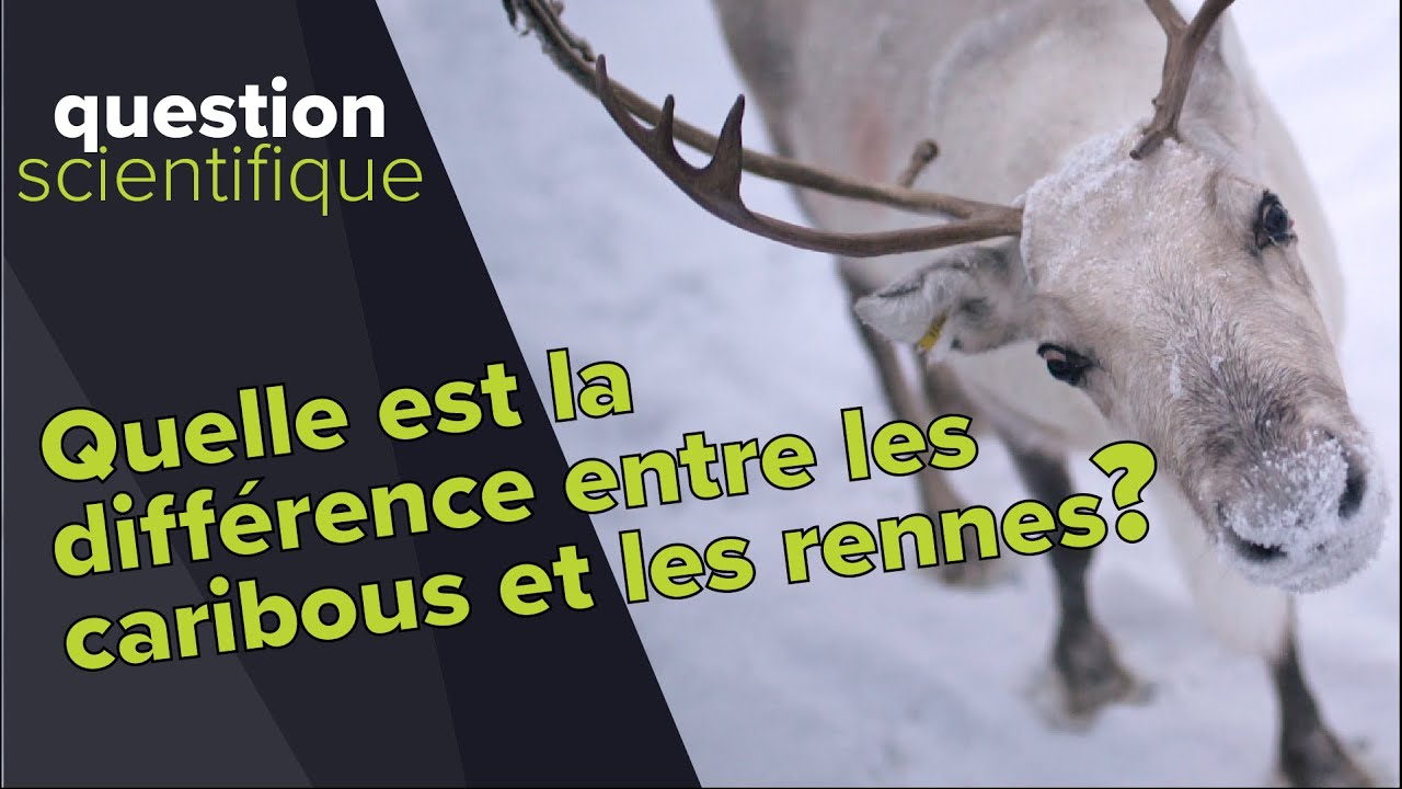 Quelle est la différence entre un renne et un cerf ? - Le brame du cerf 2024