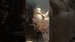 tanduk kambing unik