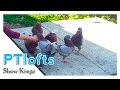 Hand feeding pigeons king pigeon breed