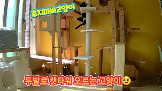 후지마비  고양이가 캣타워를 5초만에 오릅니다!