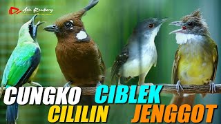 KOMBINASI MASTERAN CUNGKO _ CILILIN _ JENGGOT _ CIBLEK