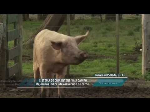 Video: ¿Cuál es la diferencia entre la cría intensiva y la cría al aire libre?