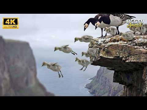 Barnacle Goose: 150 Days From Egg To Survivor | Wildlife