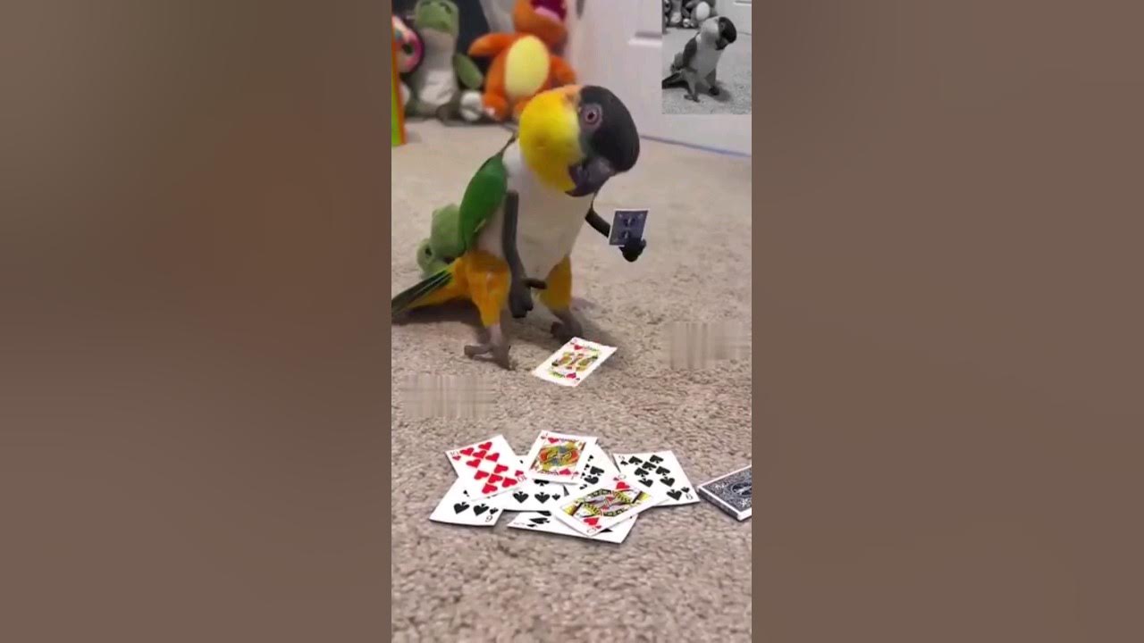 карты 🃏,деньги 💷, два ствола. - YouTube